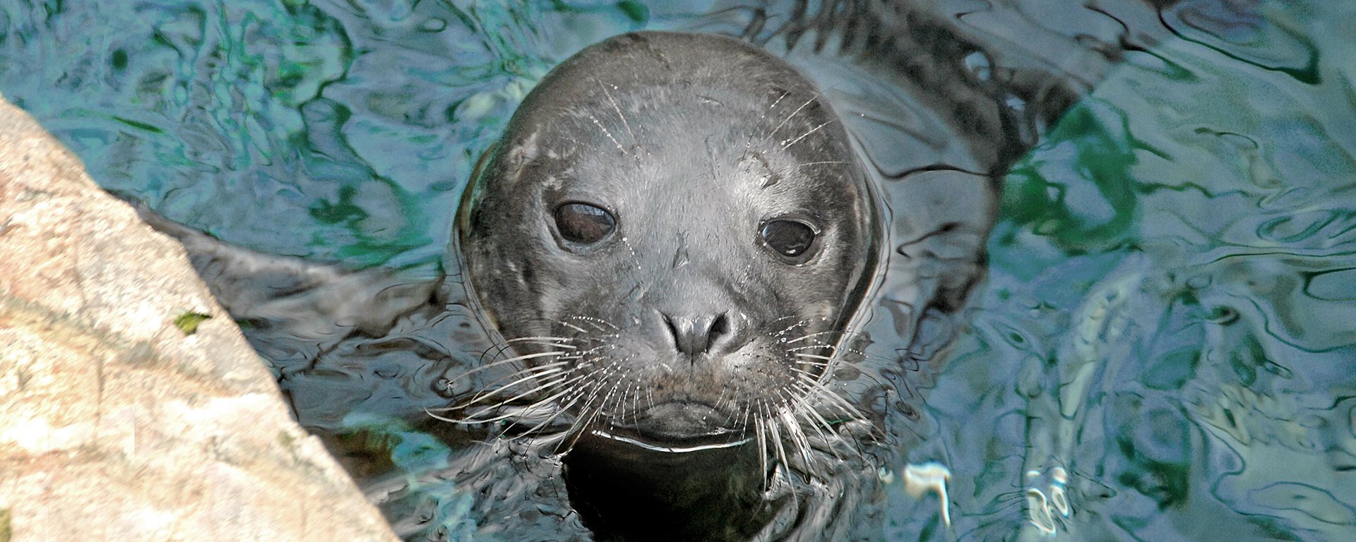 Gallery image 7